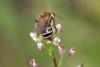 Andrena sp.
